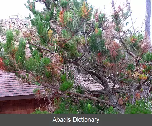 عکس زغالک کاج