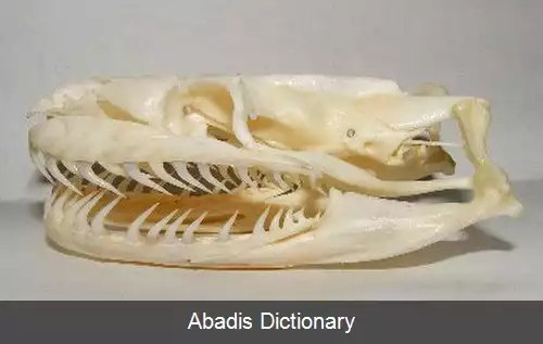 عکس استخوان بندی مار