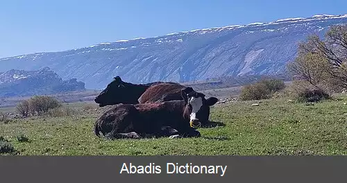 عکس دول گلاب