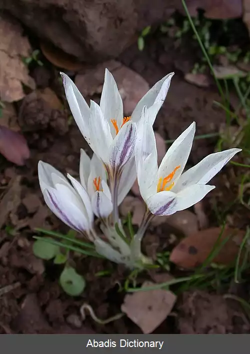 عکس زنبقیان کروکویدئا