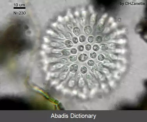 عکس قیف زیان