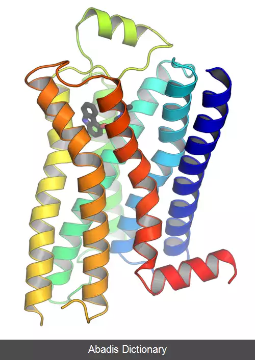عکس گیرنده جفت شونده با پروتئین جی