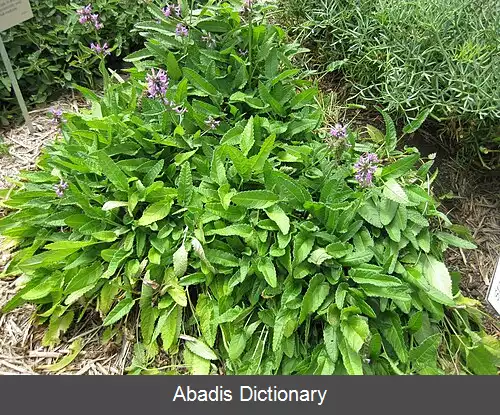 عکس سنبله ای آفیسینالیس