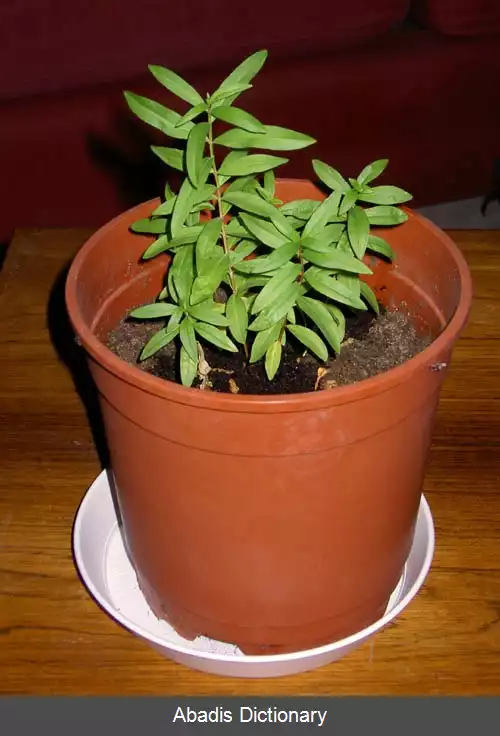 عکس هیمیا (گیاه)