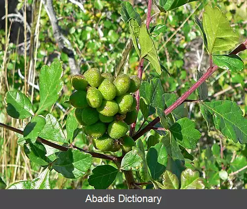 عکس سماق بدبو
