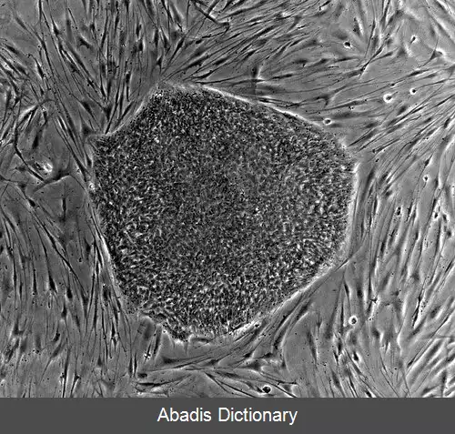 عکس سلول بنیادی