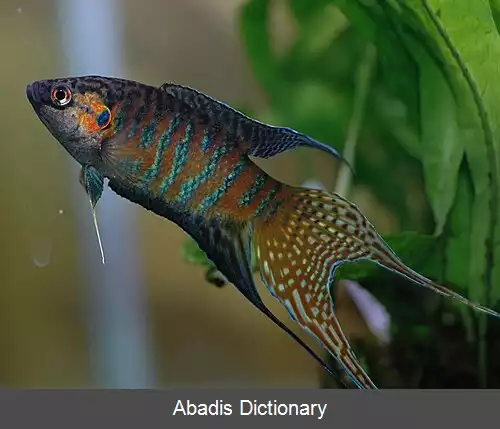 عکس ماهی بهشتی