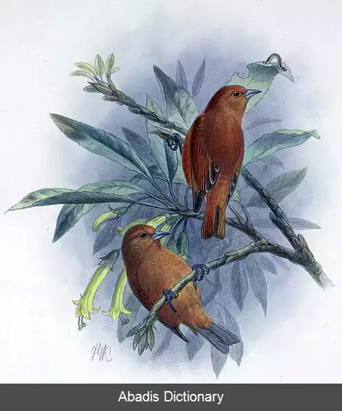 عکس سهره چابک اوآهو