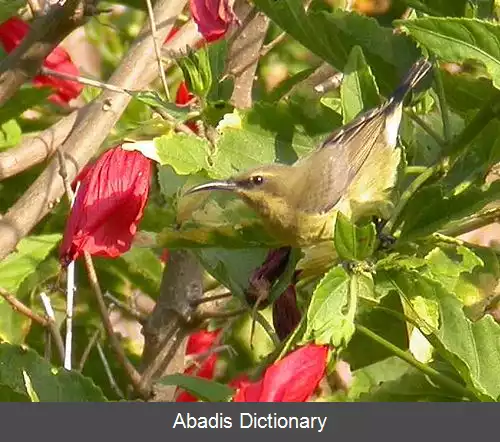 عکس شهدخوار مسی