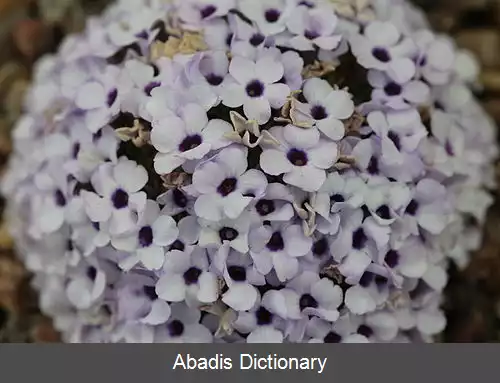 عکس عروس سنگ افغانی