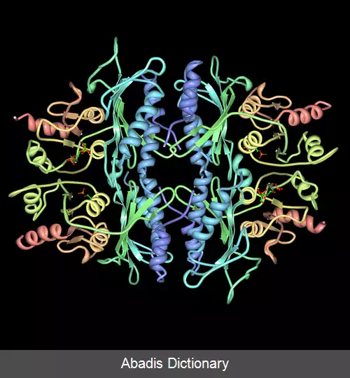 عکس فروکتوز ۶٬۱ بیس فسفاتاز
