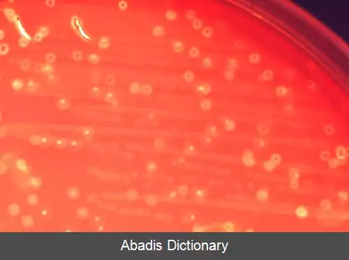 عکس استرپتوکوک آنژینوسوس