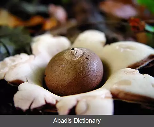 عکس فندقی قارچ سانان