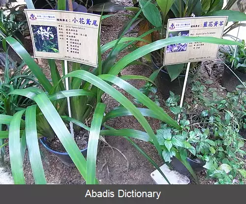 عکس زنبق گل کوچک