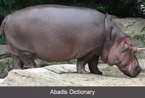 عکس اسب های آبی