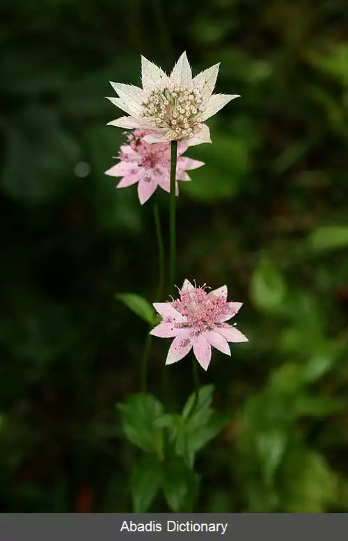 عکس ستاره گون مهین