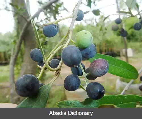 عکس زیتون زنگی