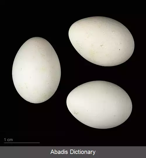 عکس مگس گیر طوق سفید