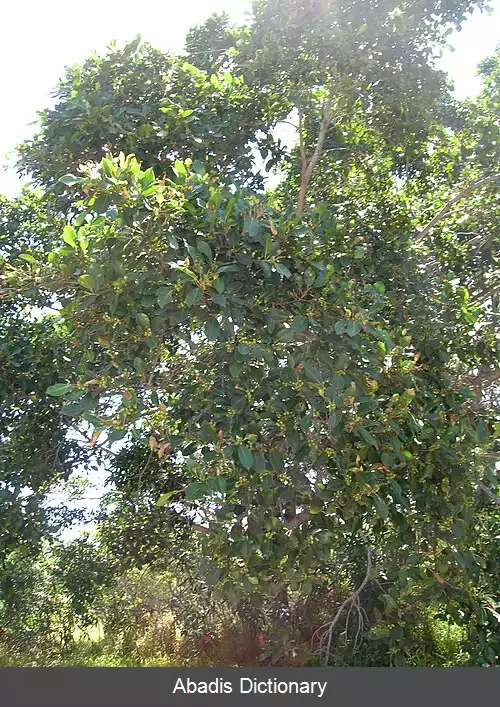عکس انجیر پرده ای