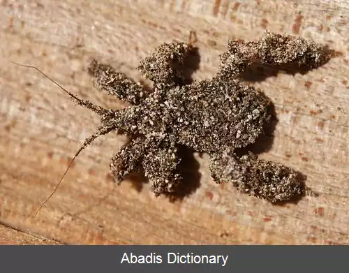 عکس استتار خودآرایی