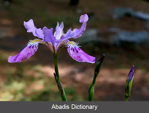 عکس زنبق گل سرخی