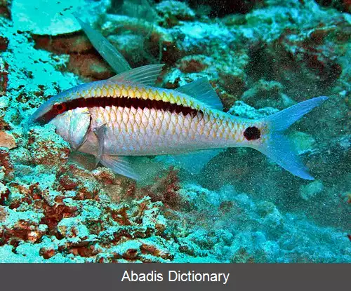 عکس بزماهی خط ونقطه