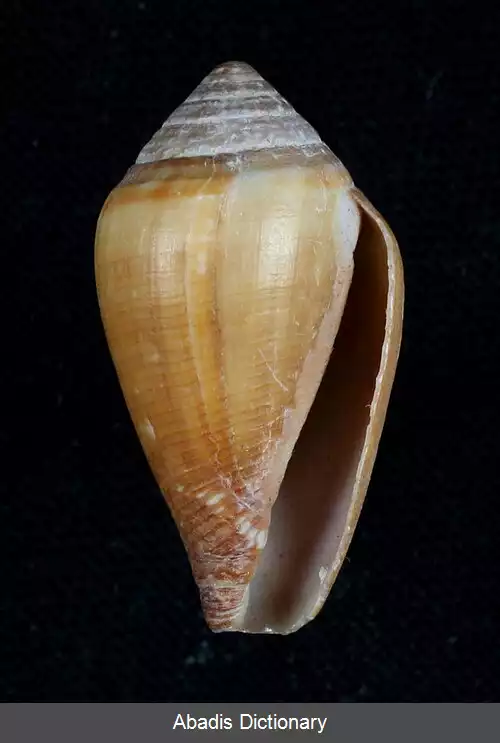 عکس قیفک های کالیفرنیایی