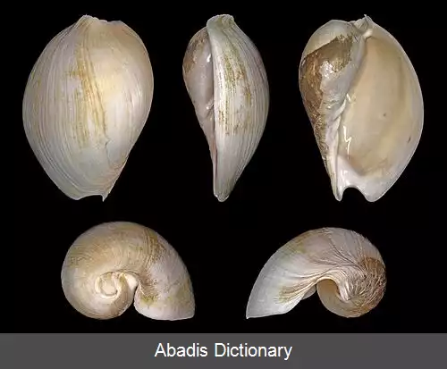 عکس زورقک تریتونیس