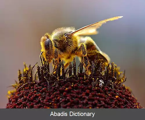 عکس زنبور عسل اروپایی