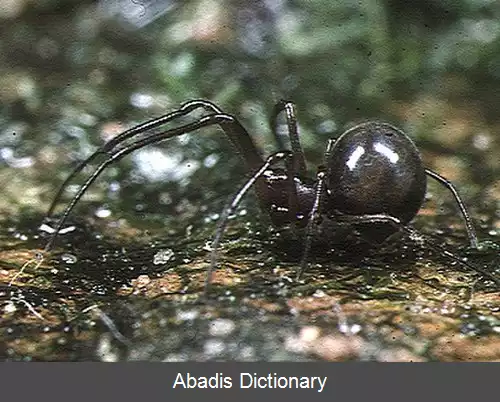 عکس عنکبوت های گردباف جنگلی