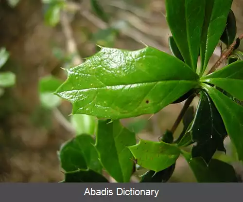 عکس زرشک داروین