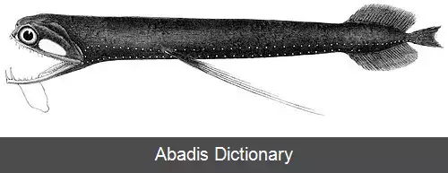 عکس فروغ دهان ها