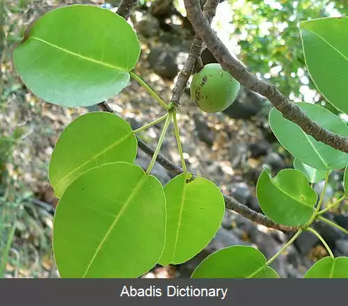 عکس سیبچه مرگ
