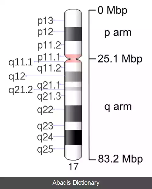 عکس کروموزوم ۱۷ (انسان)