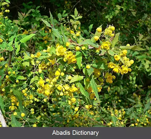 عکس زرشک نوین