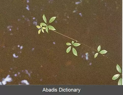 عکس سیسوس (سرده)