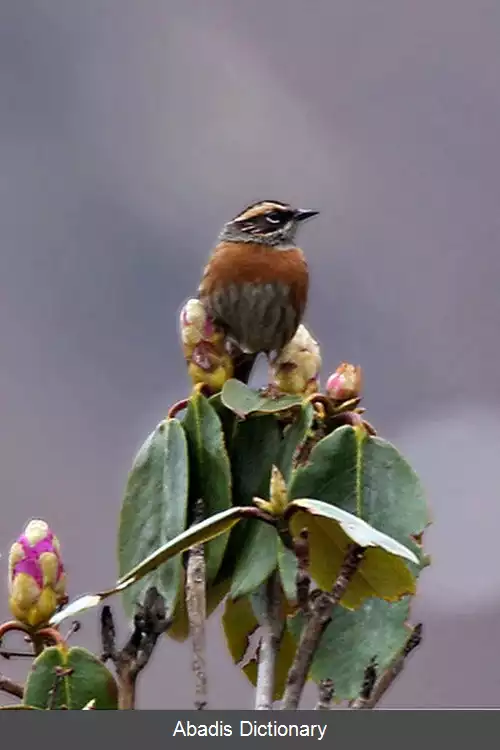 عکس صعوه سینه حنایی