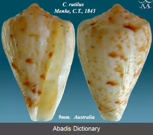 عکس قیفک صیقلی