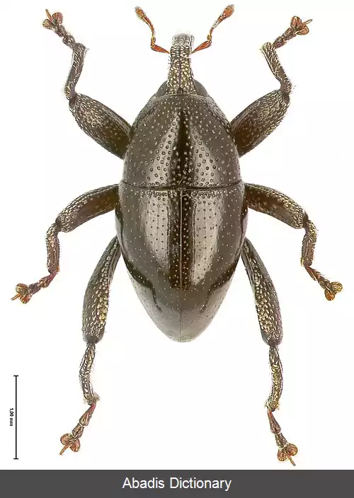 عکس سه گوش بال ها