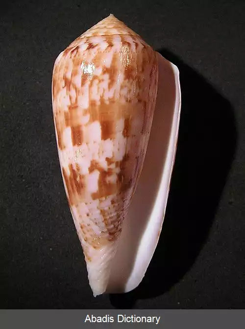 عکس قیفک کینوشیتا