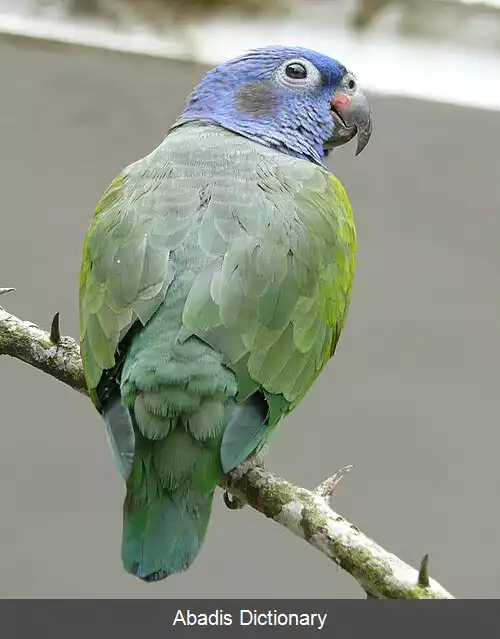 عکس طوطی سرآبی