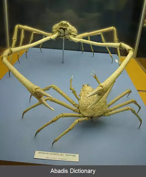 عکس خرچنگ عنکبوتی ژاپنی