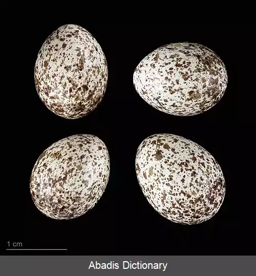 عکس سسک دمگاه زیتونی غربی