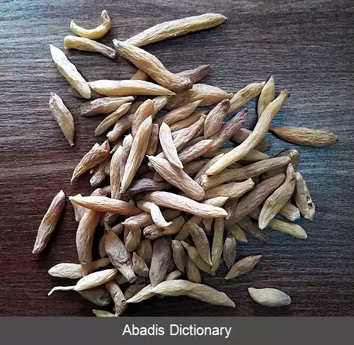 عکس زرآوند دراز