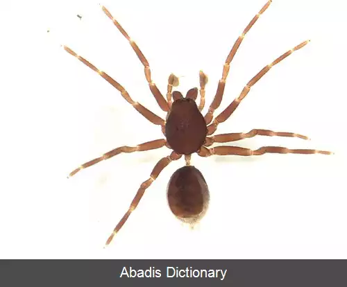 عکس عنکبوت های لولوی بزرگ