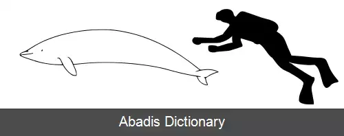 عکس دلفین صاف جنوبی