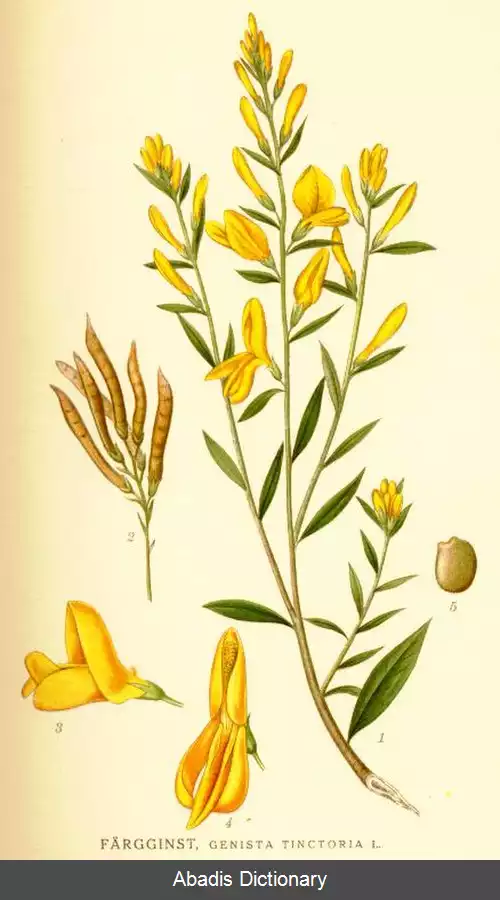 عکس رنگین زرد