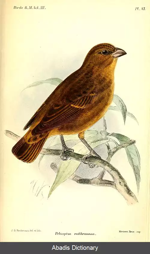 عکس دانه خوار پرینسیپ