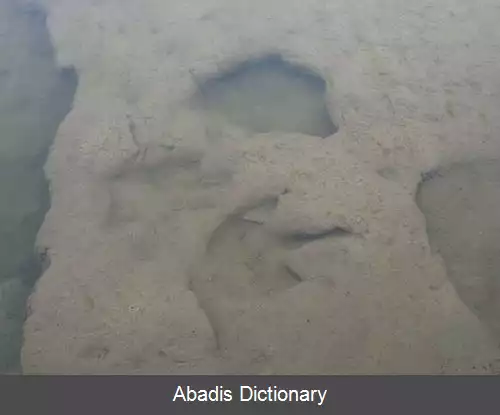 عکس رد سنگواره ای