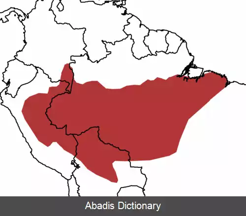 عکس کاکل فری نوک تیز